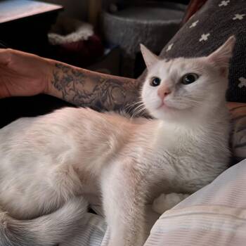 Lydia -  Domestic Short Hair Cat for Adoption in Clifton, New Jersey - Lydia | PetCurious