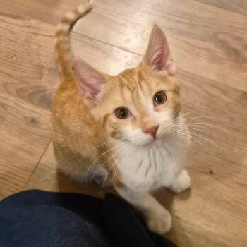 Heart Song - Sweet & Curious -  Tabby Cat for Adoption in Hamilton, Ontario - Heart Song - Sweet & Curious | PetCurious