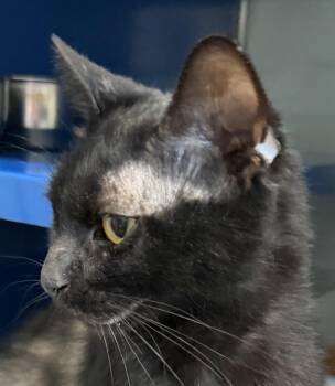 Rescue Domestic Short Hair Cats for Adoption in Sault Ste. Marie, Michigan - Spells | PetCurious