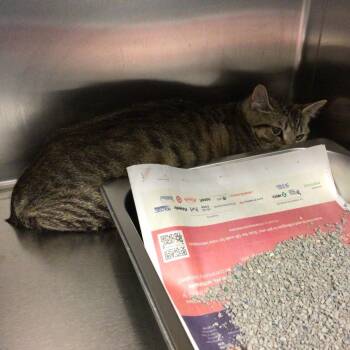 Penny -  Domestic Short Hair Cat for Adoption in Scituate, Massachusetts - Penny | PetCurious