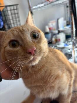 Domestic Short Hair Cats Available for Adoption in Cumming, Georgia - Benson Boone | PetCurious