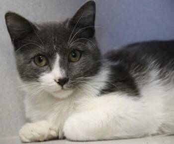 Rescue Domestic Short Hair Cats for Adoption in Tucson, Arizona - Fibonacci | PetCurious