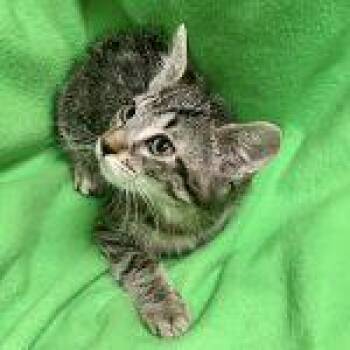 Endor -  Tabby Cat for Adoption in Green Valley, Arizona - Endor | PetCurious