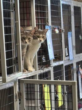 Rescue Domestic Short Hair Cats for Adoption in Milwaukee, Wisconsin - Teddy & Lucky | PetCurious