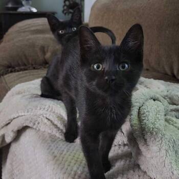 Zuko -  Domestic Short Hair Cat for Adoption in Abbotsford, British Columbia - Zuko | PetCurious