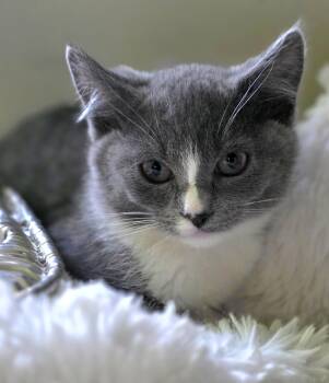 Wisp -  Domestic Short Hair Cat for Adoption in Beaverton, Oregon - Wisp | PetCurious