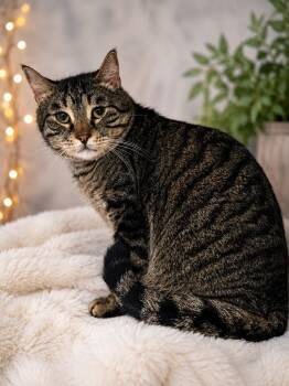 Arlo -  Tabby and Domestic Short Hair Cat for Adoption in Greensburg, Pennsylvania - Arlo | PetCurious