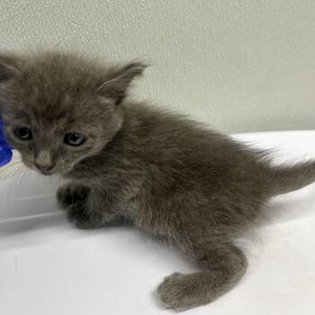 Galleria -  Domestic Short Hair Cat for Adoption in Tampa, Florida - Galleria | PetCurious