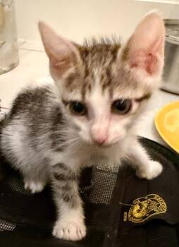 Momo -  Domestic Medium Hair Cat for Adoption in New Braunfels, Texas - Momo | PetCurious