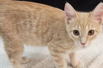 Tanner -  Domestic Short Hair Cat for Adoption in San Antonio, Texas - Tanner | PetCurious