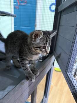 CAT - Taffy -  Domestic Short Hair and Tabby Cat for Adoption in Gilberts, Illinois - CAT - Taffy | PetCurious