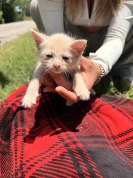 CADE -  Domestic Short Hair Cat for Adoption in Dallas, Texas - CADE | PetCurious