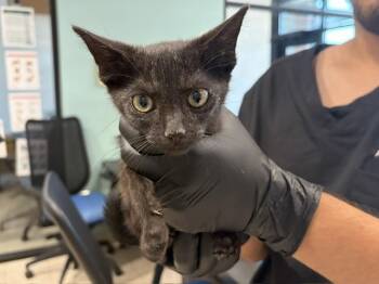 INK -  Domestic Short Hair Cat for Adoption in Rowlett, Texas - INK | PetCurious