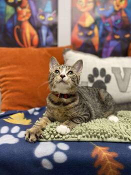 Rescue Domestic Short Hair Cats for Adoption in Effingham, Illinois - Alec | PetCurious