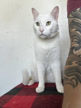 Domestic Medium Hair Cats Available for Adoption in Phoenix, Arizona - Dobby | PetCurious