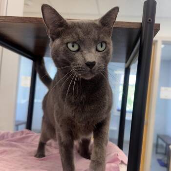Xan -  Domestic Short Hair Cat for Adoption in Boston, Massachusetts - Xan | PetCurious