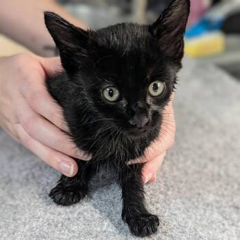December -  Domestic Short Hair Cat for Adoption in Brighton, Missouri - December | PetCurious