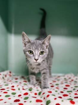 Domestic Short Hair Cats Available for Adoption - Zuzu | PetCurious