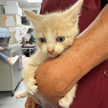 Perri -  Domestic Short Hair Cat for Adoption in Trenton, New Jersey - Perri | PetCurious