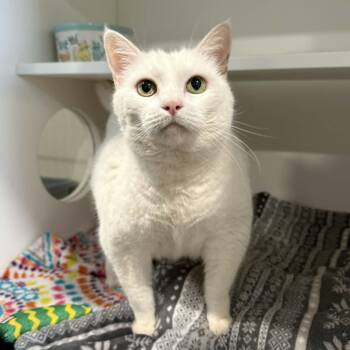 Domestic Short Hair Cats Available for Adoption - Cream Puff | PetCurious