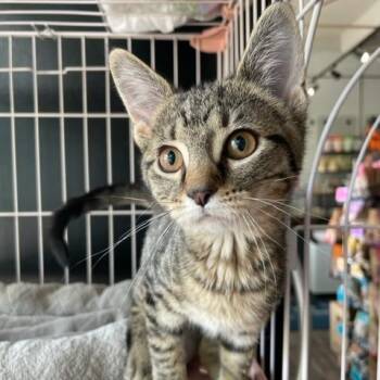 Brownie -  Domestic Short Hair Cat for Adoption in Dayton, Ohio - Brownie | PetCurious