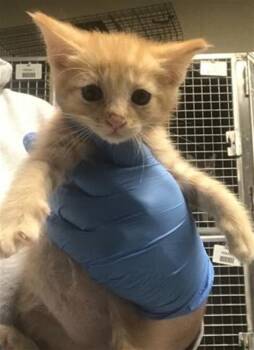 A430458 -  Domestic Short Hair Cat for Adoption in Conroe, Texas - A430458 | PetCurious