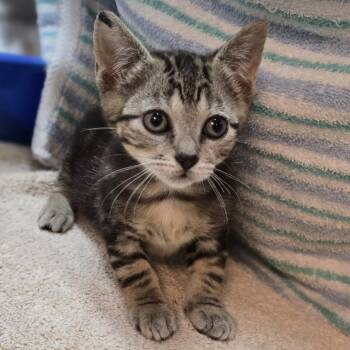 Willow -  Domestic Short Hair Cat for Adoption in Pittsburgh, Pennsylvania - Willow | PetCurious