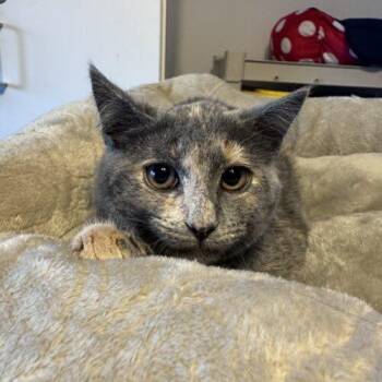 Domestic Short Hair Cats Available for Adoption - Shreds | PetCurious