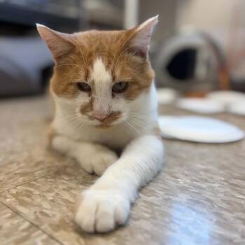 Creamsicle II -  Domestic Medium Hair Cat for Adoption in Milan, Illinois - Creamsicle II | PetCurious