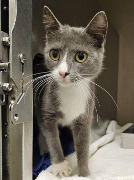 LILABET -  Domestic Short Hair Cat for Adoption in Clyde, North Carolina - LILABET | PetCurious
