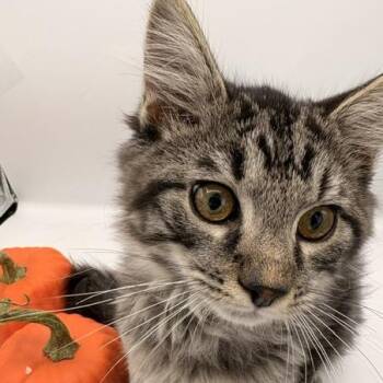 Mustard -  Domestic Long Hair Cat for Adoption in Springfield, Missouri - Mustard | PetCurious