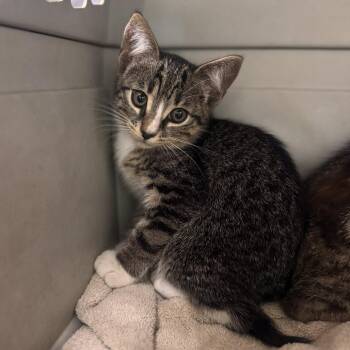 Bart -  Domestic Short Hair Cat Available for Adoption in Starkville, Mississippi - Bart | PetCurious