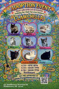 Domestic Short Hair Cats Available for Adoption in Greenville, Delaware - Middletown PetSmart