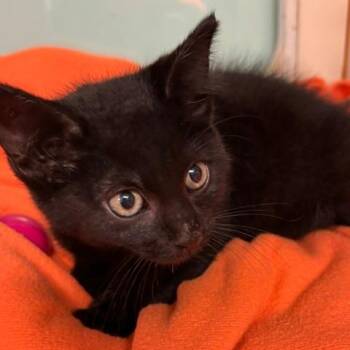 Pogo -  Domestic Short Hair Cat for Adoption in South Elgin, Illinois - Pogo | PetCurious