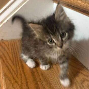 Irelia -  Domestic Short Hair Cat for Adoption in Winchester, Virginia - Irelia | PetCurious
