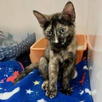 Petunia -  Tortoiseshell Cat for Adoption in Green Valley, Arizona - Petunia | PetCurious