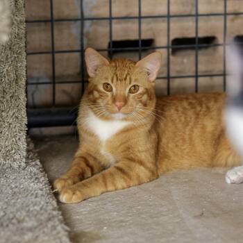 Paprika -  Domestic Short Hair Cat for Adoption in Marana, Arizona - Paprika | PetCurious