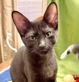 Simon -  Bombay and Burmese Cat for Adoption in San Antonio, Texas - Simon | PetCurious
