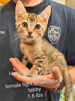 Hippo -  Domestic Short Hair Cat for Adoption in Shelby County, Texas - Hippo | PetCurious