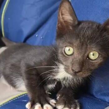 Sylvester j -  Domestic Short Hair Cat for Adoption in Tampa, Florida - Sylvester J | PetCurious