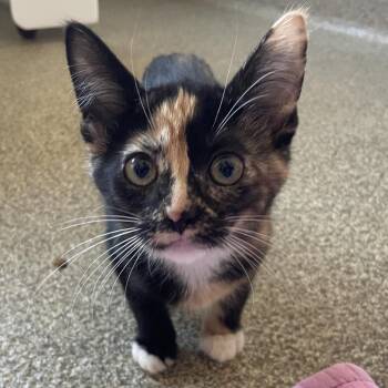 Miltonia -  Domestic Short Hair Cat for Adoption in Chicago, Illinois - Miltonia | PetCurious