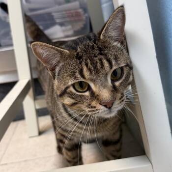 Tackle Box -  Domestic Short Hair Cat for Adoption in Newport, North Carolina - Tackle Box | PetCurious