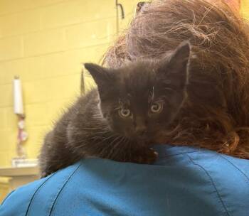 French Roast (Frenchie) -  Domestic Short Hair Cat for Adoption in Crossville, Tennessee - French Roast (Frenchie) | PetCurious
