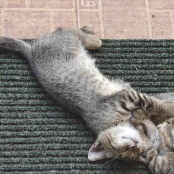 Emberly -  Domestic Short Hair Cat for Adoption in West Palm Beach, Florida - Emberly | PetCurious