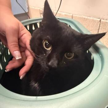 Ronald -  Domestic Medium Hair Cat for Adoption in Charleston, West Virginia - Ronald | PetCurious
