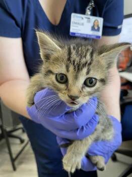 Domestic Short Hair Cats Available for Adoption in Fairhope, Alabama - Sarabi | PetCurious