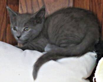 Rivera -  Domestic Short Hair Cat for Adoption in Lexington, Virginia - Rivera | PetCurious