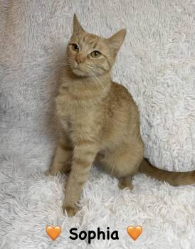 Tabby Cats Available for Adoption - Sophia | PetCurious
