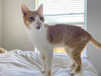 Rescue Domestic Short Hair Cats for Adoption in Houston, Texas - Duck | PetCurious