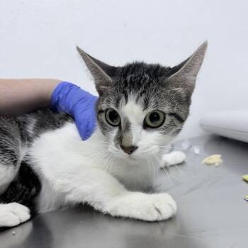 Petunia -  Domestic Short Hair Cat for Adoption in New York, New York - Petunia | PetCurious